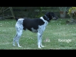 Fox Terrier 730